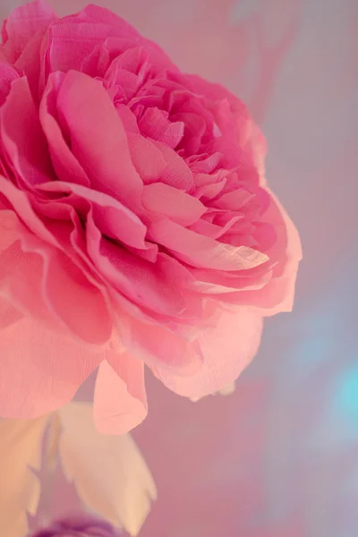 Bud to large pink rose — Stock Photo, Image