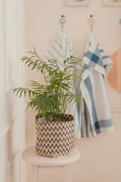 Planta verde en una olla —  Fotos de Stock