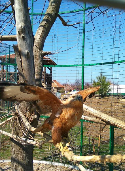 En una jaula en una rama de un águila —  Fotos de Stock