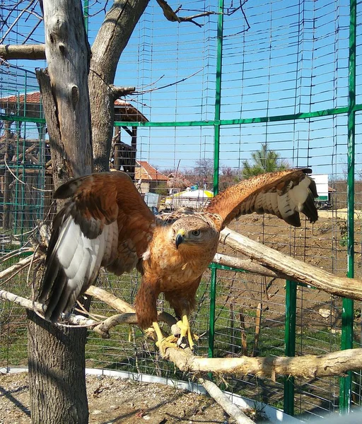 En una jaula en una rama de un águila —  Fotos de Stock