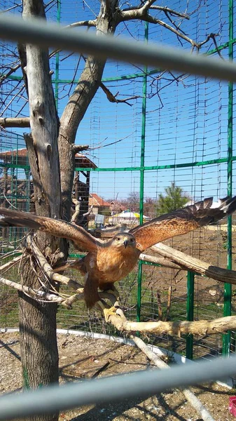 In einem Käfig auf einem Ast eines Adlers — Stockfoto