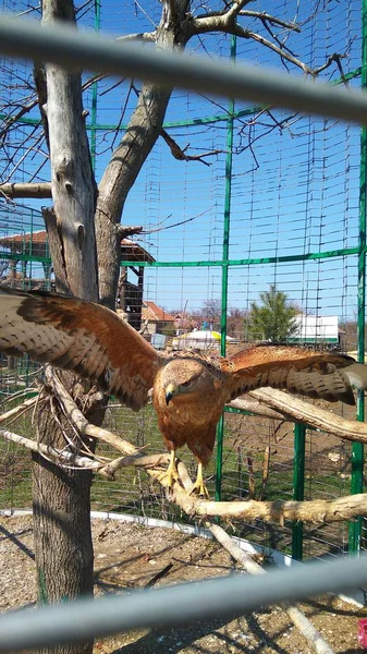 In a cage on a branch of an eagle — Stock Photo, Image