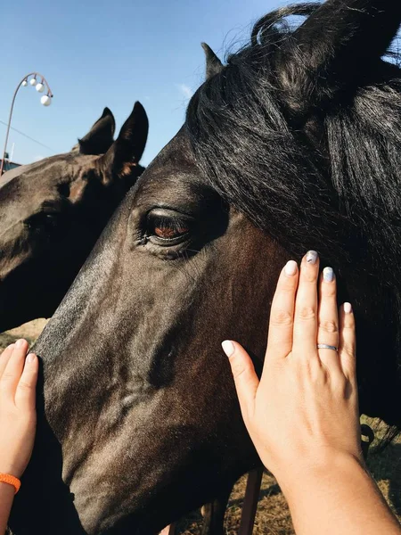 Rukou hladil koně — Stock fotografie