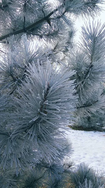 En gren av furu i en frost — Stockfoto