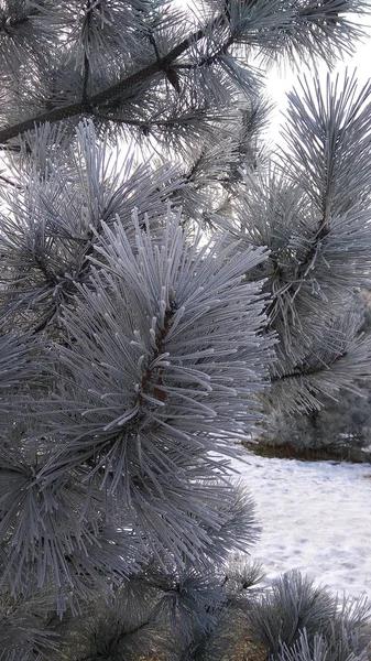 En gren av furu i en frost — Stockfoto