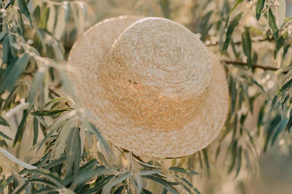 Hoed op een olijfboom — Stockfoto