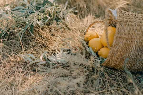 Корзина с лимонами на земле — стоковое фото