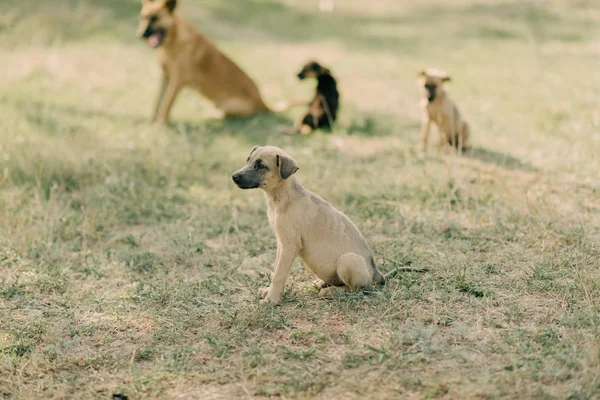 犬の群れ — ストック写真