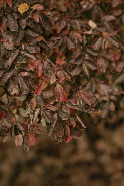 Zweig Eines Baumes Der Herbstsaison — Stockfoto