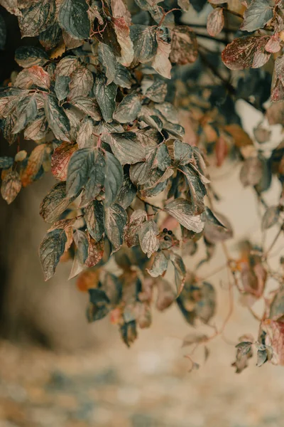 Gałąź Drzewa Sezonie Jesiennym — Zdjęcie stockowe