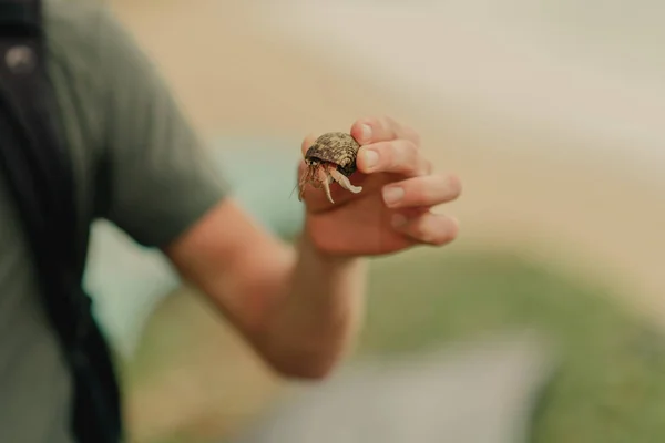 Pustelnik Rękach Człowieka Zielony Shirt Tle Brzeg Oceanu — Zdjęcie stockowe