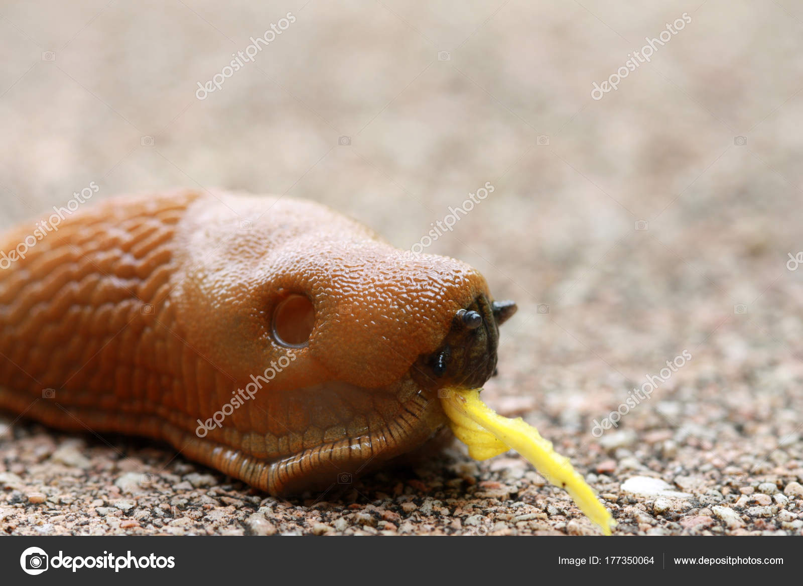 Download Red Slug Arion Rufus Eating Petal Stock Photo C Kasparart 177350064 Desktop Wallpaper Free Wallpaper Red Slug Arion Rufus Eating Petal Stock Photo C Kasparart 177350064 Desktop Wallpaper Free
