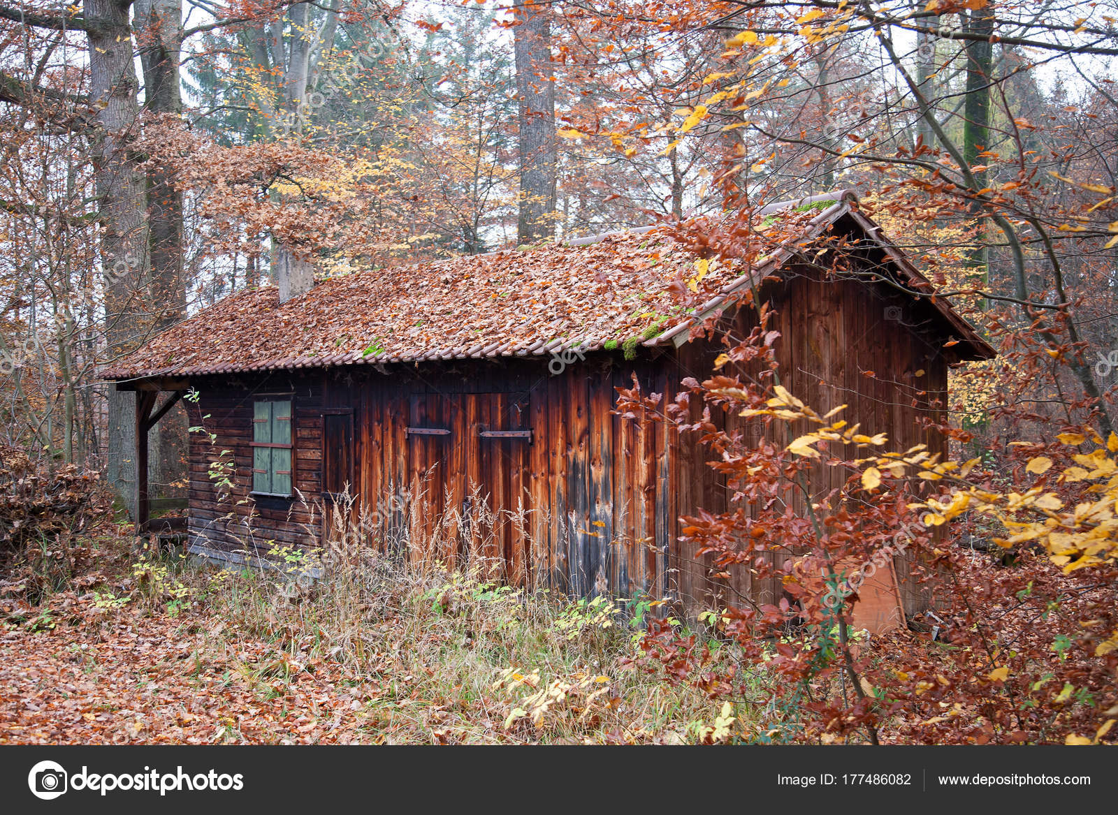 Old Overgrown Cabin Woods Stock Photo C Kasparart 177486082