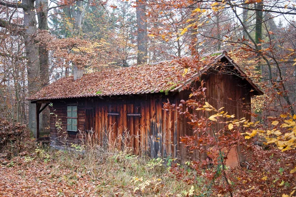 Old overgrown cabin in the woods