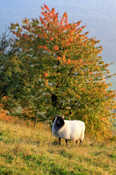 Ağaçta Bir Sonbahar Manzara Önünde Koyun — Stok fotoğraf