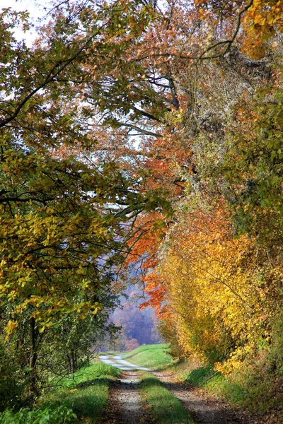 Сельская Грунтовая Дорога Через Осенний Лес — стоковое фото