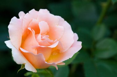 Yaz bahçesinde açan pembe bir gül