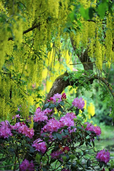 Maravilloso Parque Con Arbusto Rhododendron Árbol Cadenas Doradas — Foto de Stock
