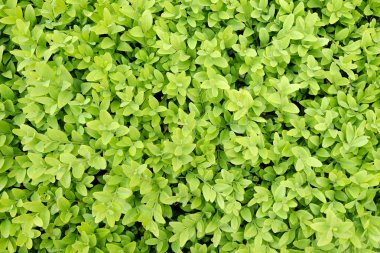 Bahar bahçesinde Boxwood arka planı