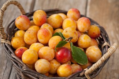 Tahta masada toplanmış taze Mirabelle erikleriyle dolu bir sepet.