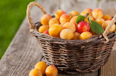 Tahta masada toplanmış taze Mirabelle erikleriyle dolu bir sepet.