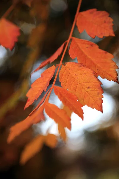 Orangefarbene Herbstblätter Auf Einem Zweig — Stockfoto