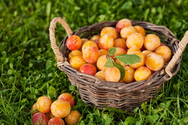 Cesta Llena Ciruelas Mirabelle Recién Cosechadas Hierba —  Fotos de Stock