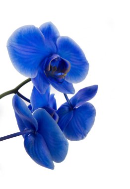 Güzel mavi orkide çiçeği