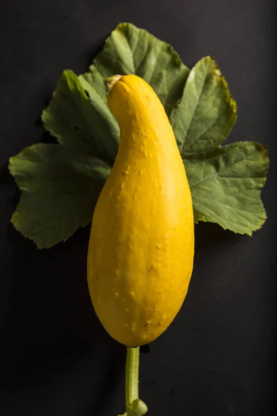 Siyah arka planda yaprak olan eğri boyunlu kabak.