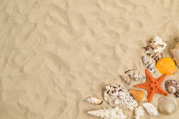 Coquillages Sur Sable Voyage Été — Photo