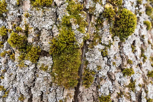 the moss on the tree texture with snow taiga nature wallpaper old bark with lichen