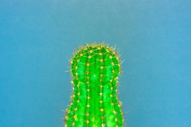 logo ve kapak için renkli bir arka plan üzerine yeşil kaktüs