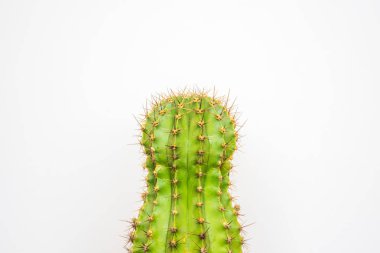 logo ve kapak için renkli bir arka plan üzerine yeşil kaktüs