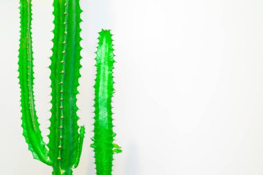 logo ve kapak için renkli bir arka plan üzerine yeşil kaktüs