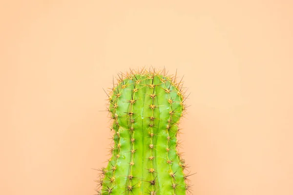 green cactus on a colored background for logo and cover