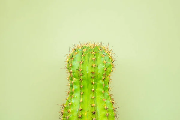 Cactus Verde Sfondo Colorato Logo Copertina — Foto Stock