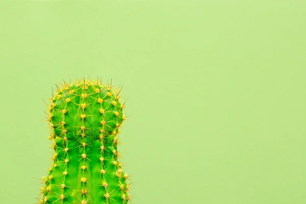 Cactus Verde Sfondo Colorato Logo Copertina — Foto Stock