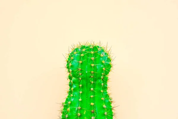 Cactus Verde Sfondo Colorato Logo Copertina — Foto Stock