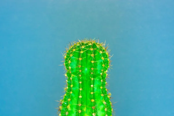 Cactus Verde Sfondo Colorato Logo Copertina — Foto Stock