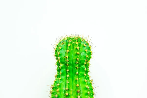 Cactus Vert Sur Fond Coloré Pour Logo Couverture — Photo