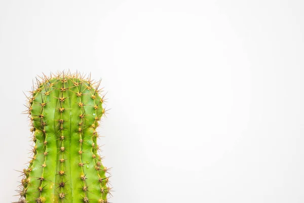 Zielony Kaktus Kolorowym Tle Logo Pokrywy — Zdjęcie stockowe