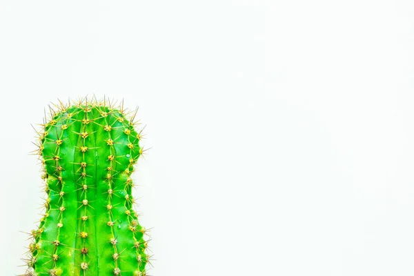Green Cactus Colored Background Logo Cover — Stock Photo, Image