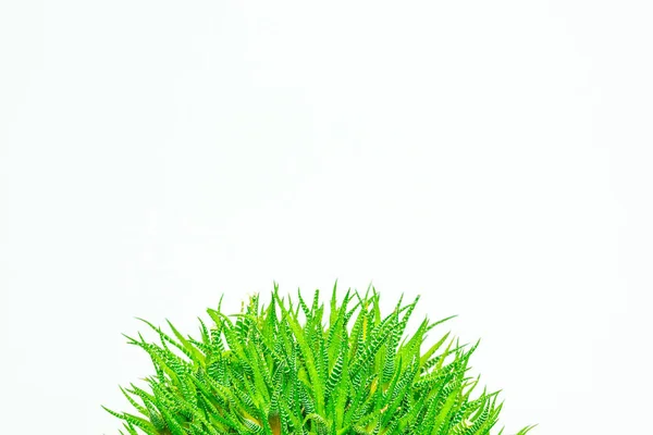 Зелений Кактус Кольоровому Фоні Логотипу Обкладинки — стокове фото
