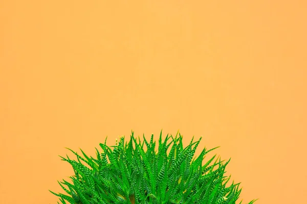 green cactus on a colored background for logo and cover