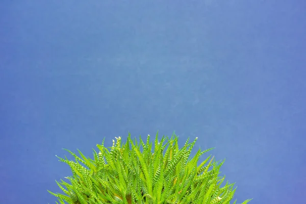 Зелений Кактус Кольоровому Фоні Логотипу Обкладинки — стокове фото