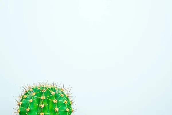 Cactus Verde Sfondo Colorato Logo Copertina — Foto Stock