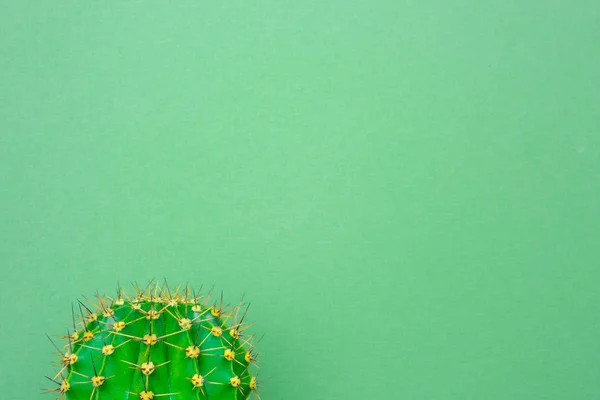 Zielony Kaktus Kolorowym Tle Logo Pokrywy — Zdjęcie stockowe