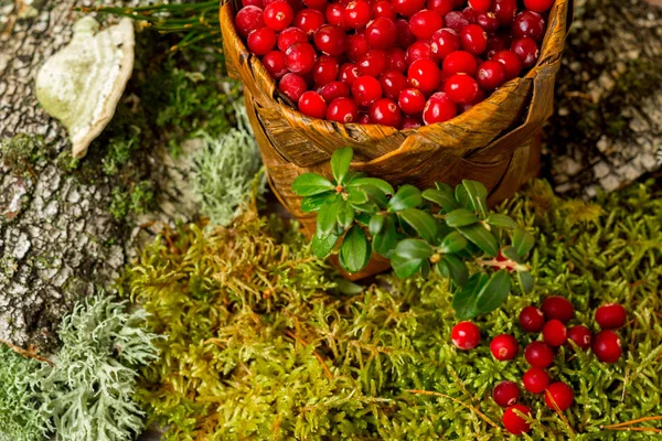 Fresh Cranberries Basket Organic Vegetarian Background Forest Moss Bark — Stock Photo, Image
