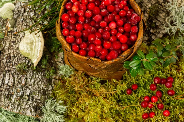 Fresh Cranberries Basket Organic Vegetarian Background Forest Moss Bark — Stock Photo, Image