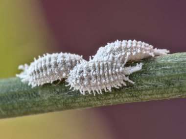 Dactylopius coccus (Dactylopius coccus), Sternorrhyncha alt bölgesindeki böceklerin yakın görüntüsü.